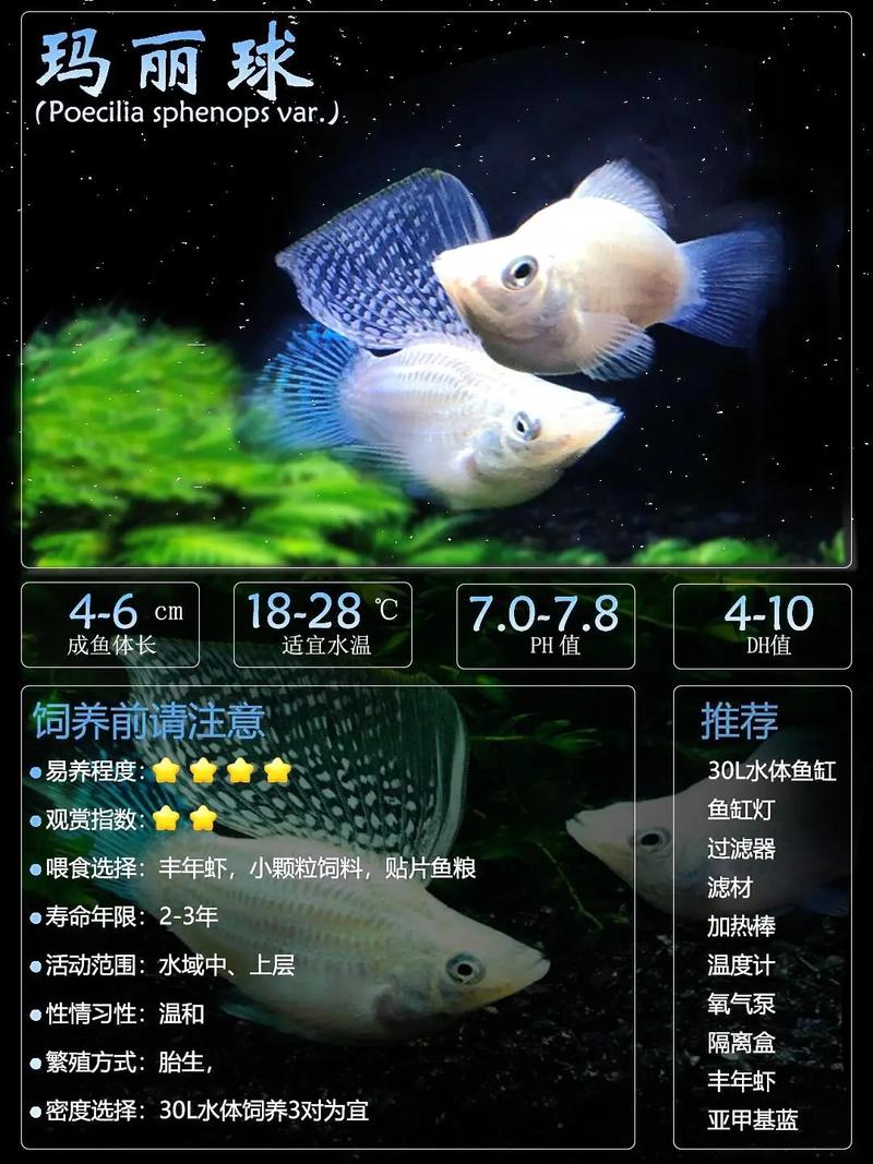 皮球玛丽鱼好养吗,怎么养