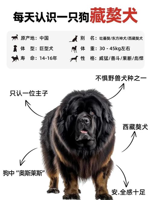 挑选纯种藏獒幼犬的方法