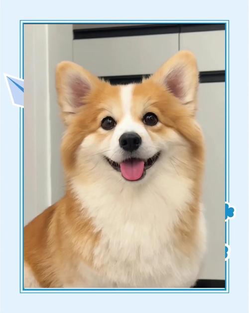 威尔士柯基犬好养吗?