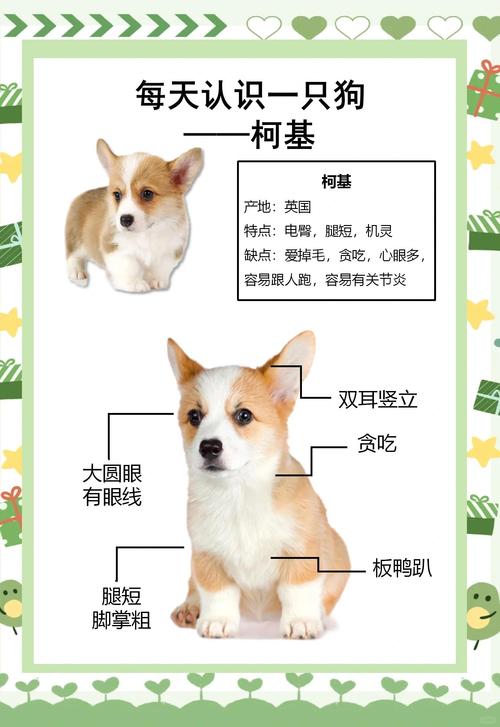 柯基那么好,为什么养的人那么少