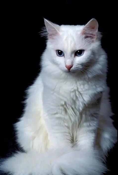 如何区别安哥拉猫与土猫?