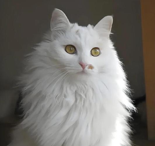 土耳安哥拉猫体型特征