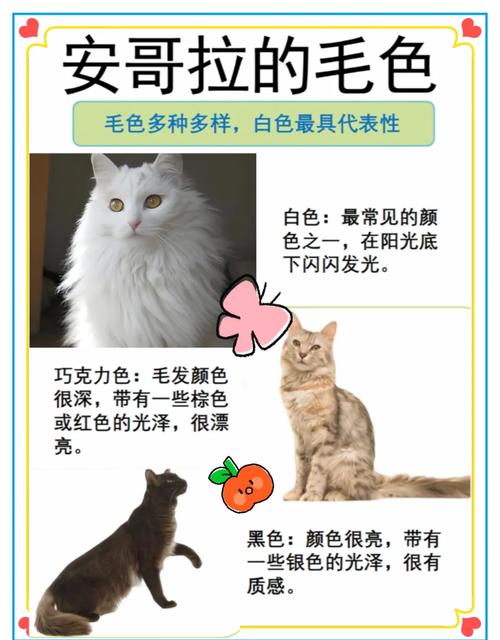 安哥拉猫和狮子猫区别是什么?