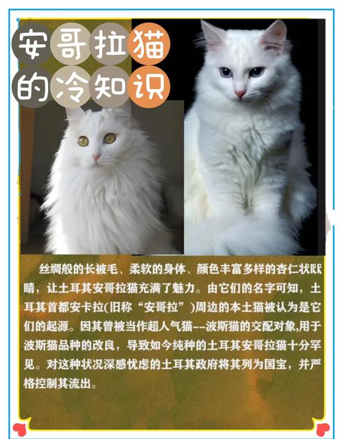 安哥拉猫有什么特征?