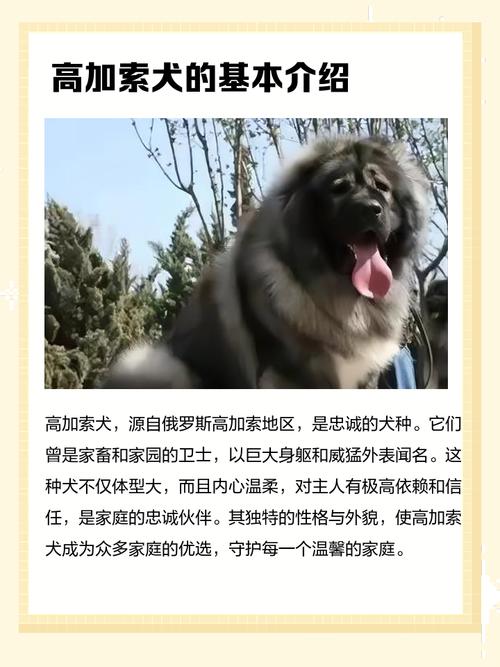 高加索战斗力最强的犬排名?