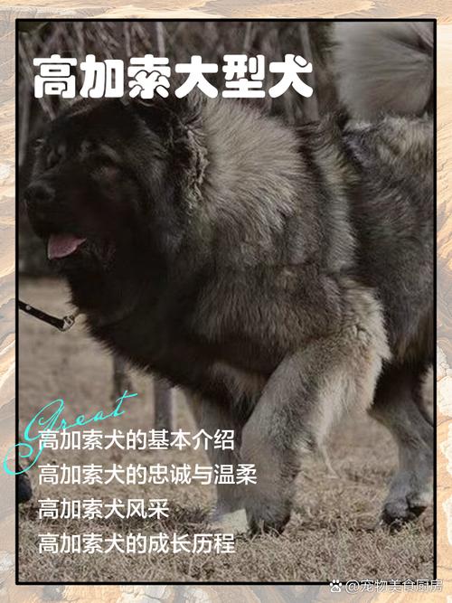 马士提夫犬vs高加索