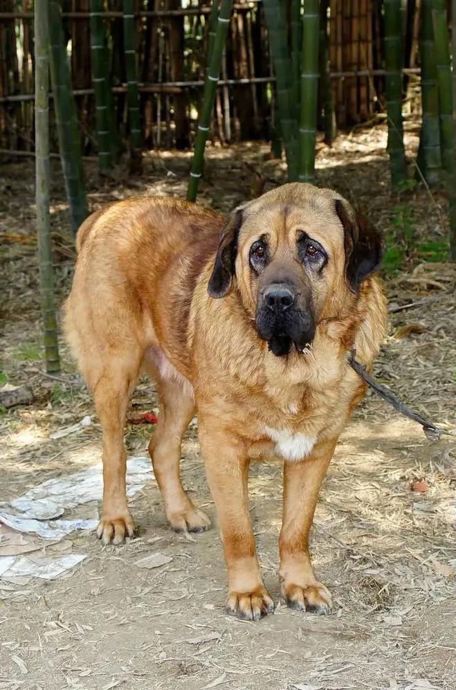 高加索犬打不过什么犬?