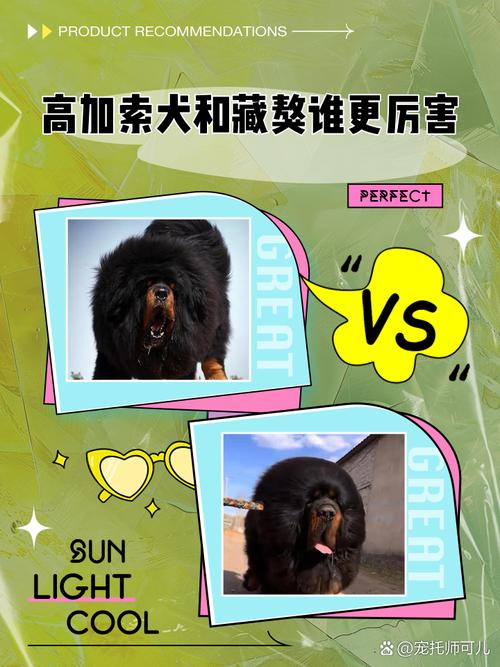 高加索犬和藏獒谁厉害