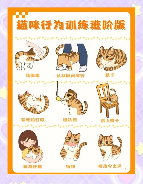 猫咪训练方式有哪些?