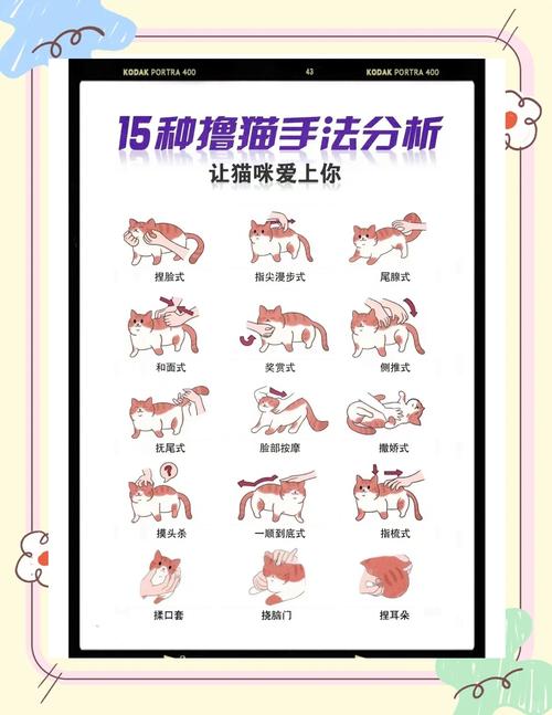 猫要怎么训练才听话