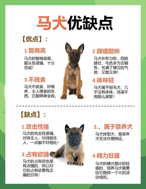 英国排名前20的犬?