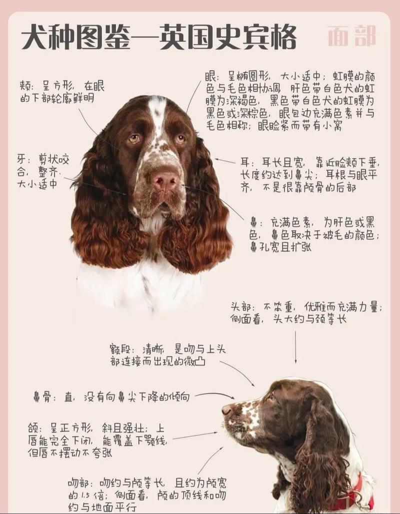 狗都有哪些品种