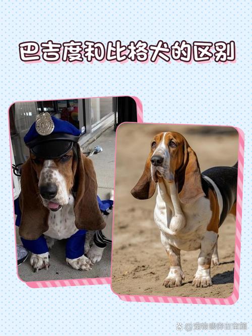 巴吉度与比格犬的区别是什么