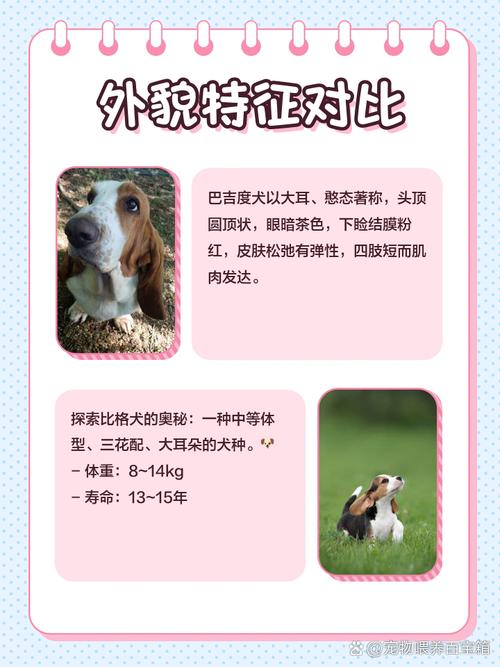 比格,巴吉度,法斗,哪一个好?