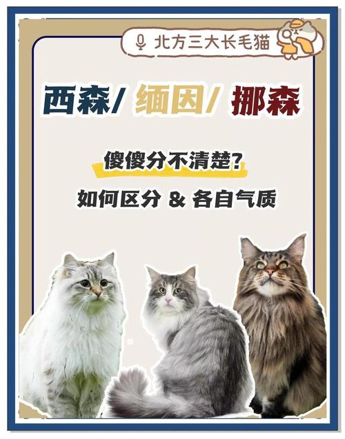 布偶猫和挪威森林猫哪个好养