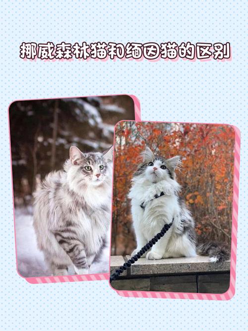 你会选取
养布偶猫还是挪威森林猫?为什么?