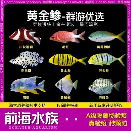 海水缸能群游的鱼有哪些