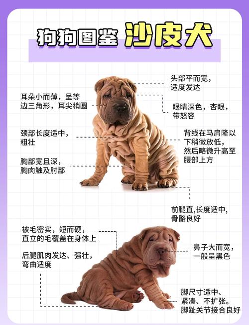 中国沙皮犬和中华田园犬哪个贵