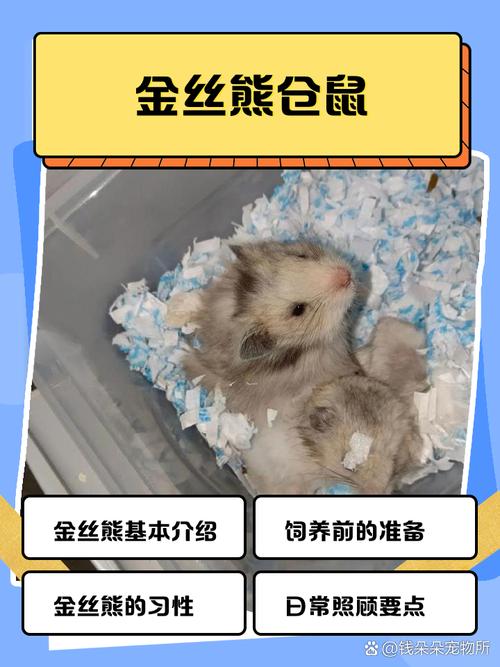 金丝熊拉稀了怎么办