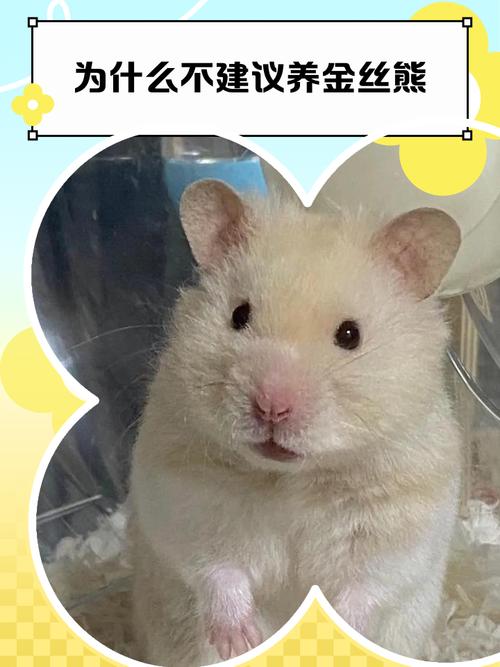 金丝熊怀疑湿尾初期该怎么办?
