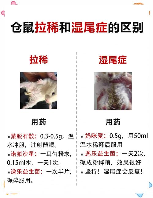 金丝熊便秘怎么办