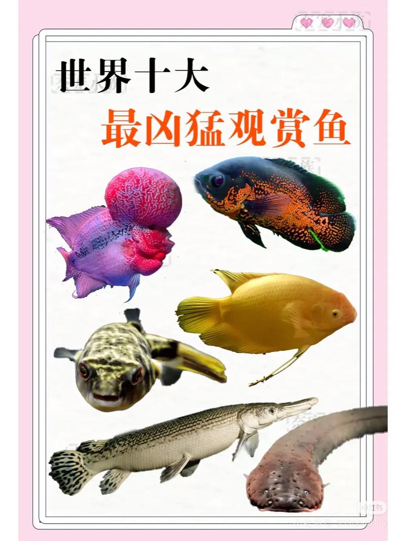前十
凶猛冷水观赏鱼