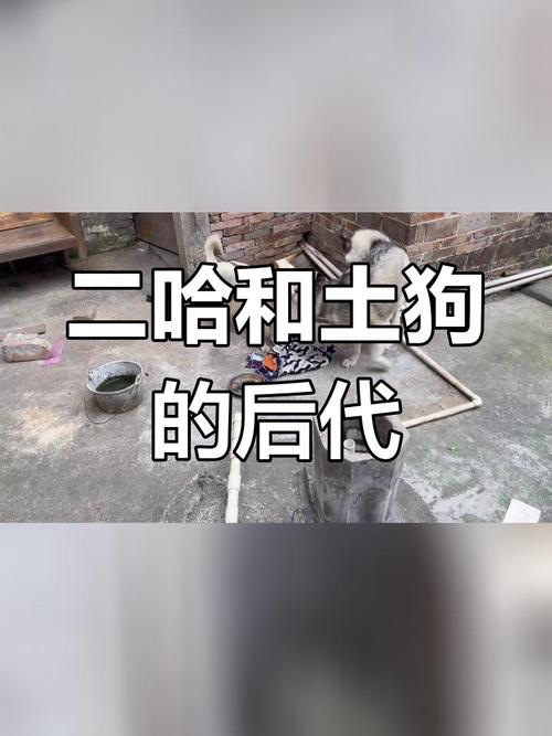 哈士奇当土狗养会死吗