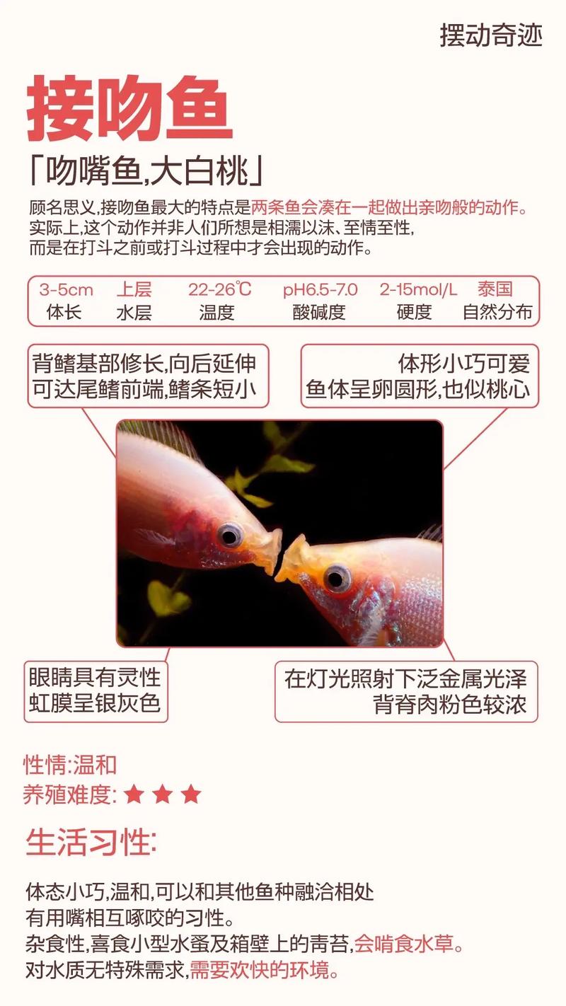 怎样养好接吻鱼