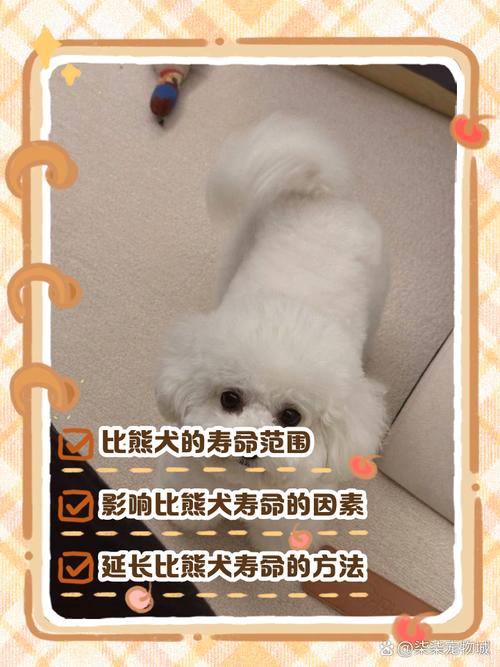 小体比熊寿命大概是多少年