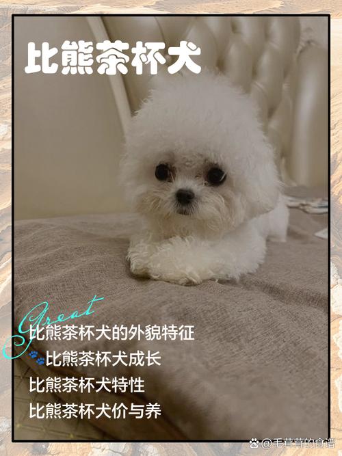 茶杯体比熊犬能活多少年?