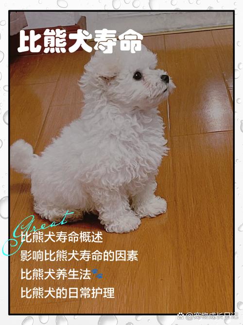 比熊犬寿命多长时间