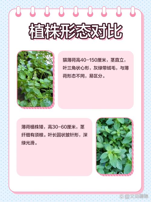 猫薄荷和普通薄荷有何不同