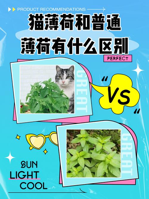 猫薄荷与薄荷的区别