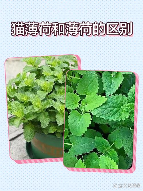 猫薄荷和普通薄荷一样吗