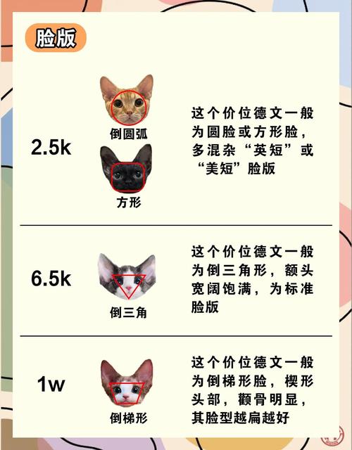 孟加拉豹猫简介