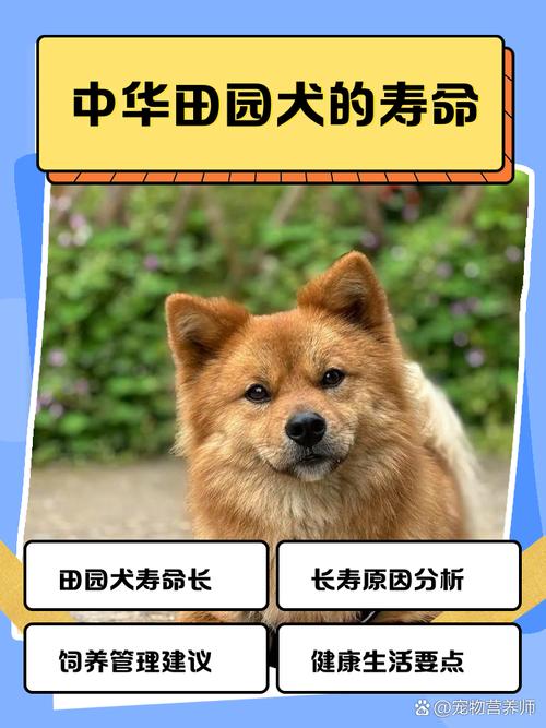 为什么狗的寿命那么短