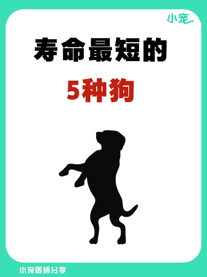 狗的寿命为什么短?