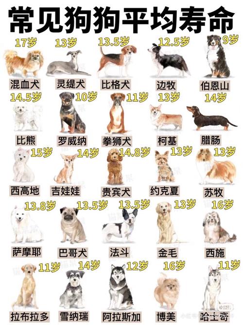 为什么狗寿命只有十几年