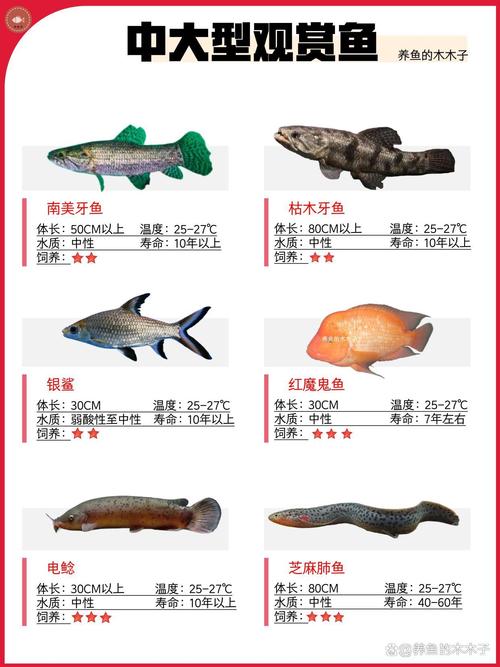 中国前十
高档级观赏鱼排名
榜