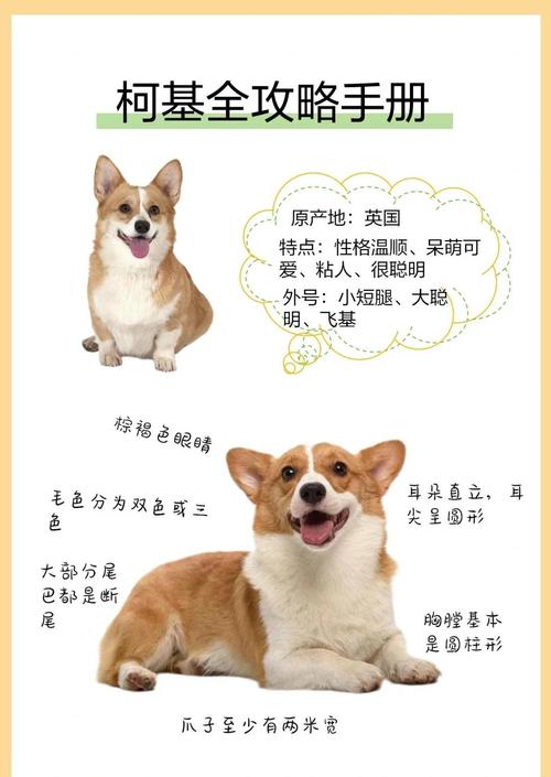 养一只柯基需要什么条件日常开销要多少