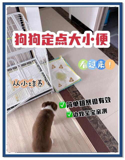 怎么训练边牧大小便,四招教会边牧幼犬定点排便