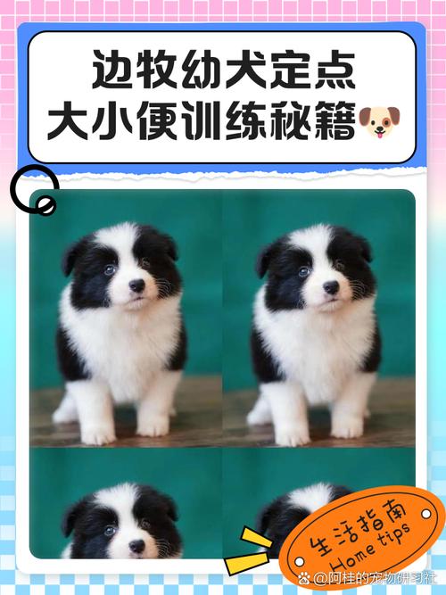 怎么教边牧定点大小便?