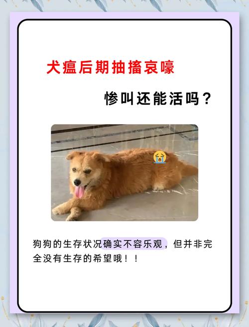 狗狗犬瘟后期抽搐有救吗