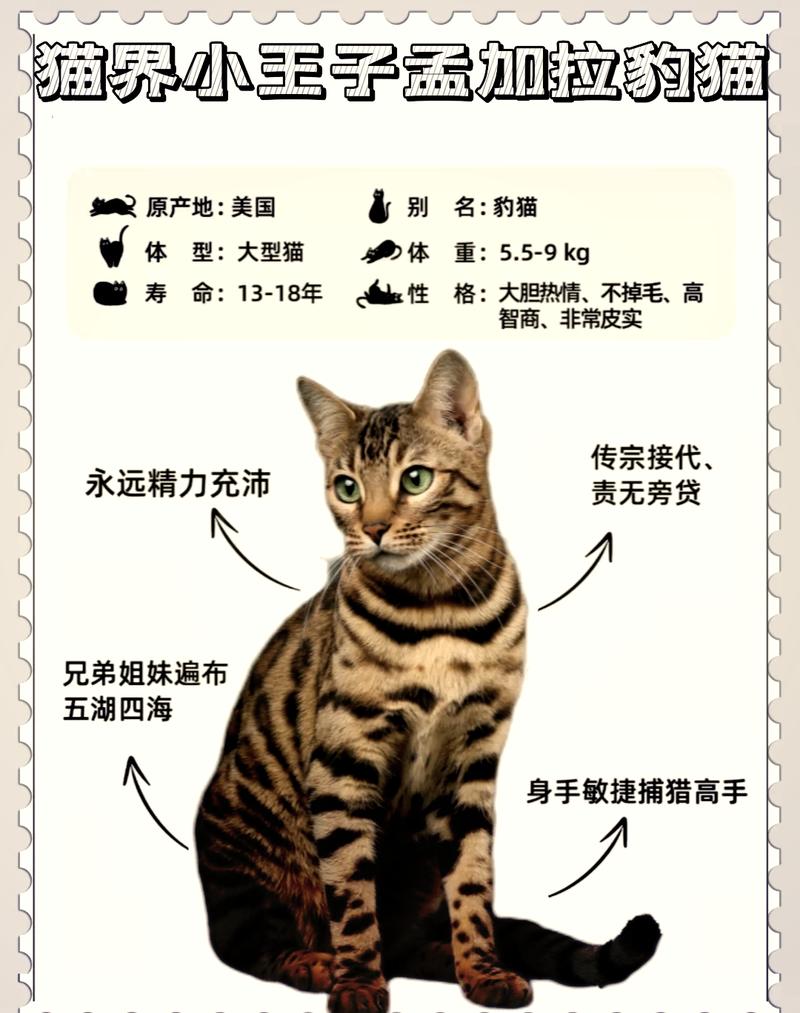 城市中的“野豹”孟加拉猫