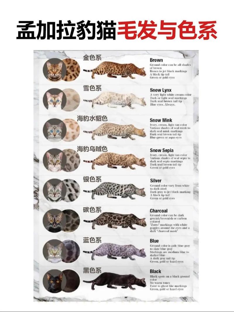 孟加拉豹猫是怎么来的?