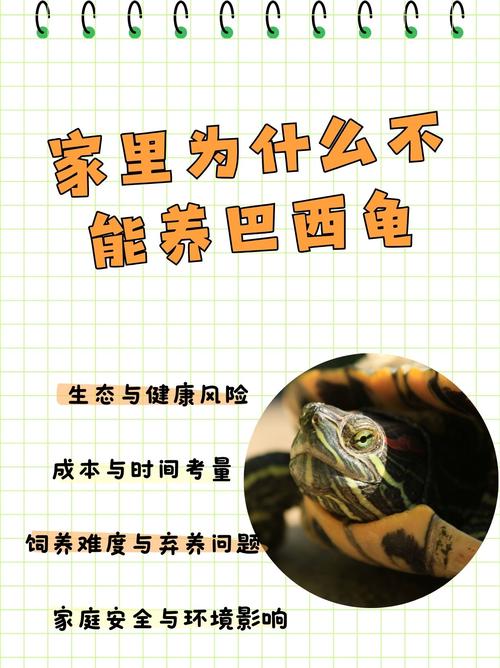 巴西龟可以摆在家里养吗?
