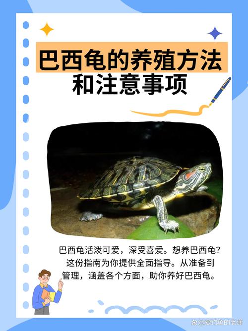 巴西龟可以养吗?