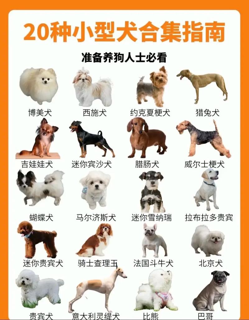 前十
便宜好养的宠物狗有哪些?