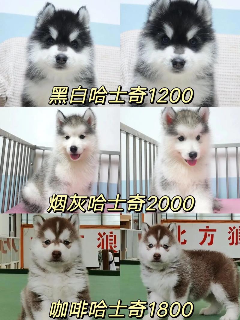 幼犬哈士奇最贵多少元