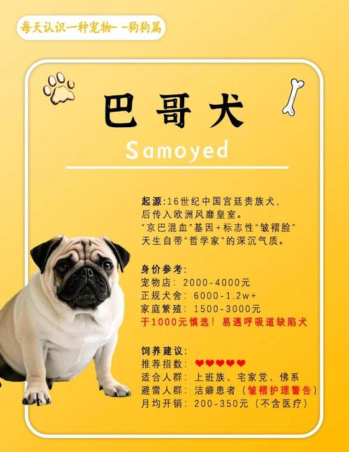 养巴哥最大的忌讳